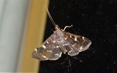 Piletocera signiferalis