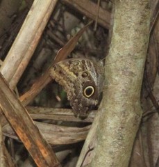 Caligo