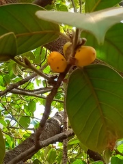 Ficus drupacea