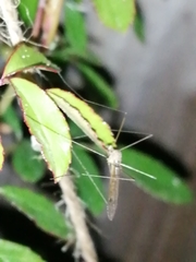Tipuloidea