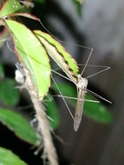 Tipuloidea