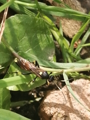 Ichneumonina