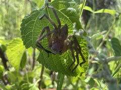 Neosparassus salacius