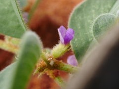 Requienia sphaerosperma