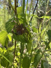 Neosparassus salacius