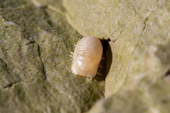 Sphaeroma serratum