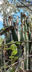 Cereus jamacaru