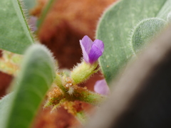 Requienia sphaerosperma