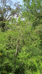 Iochroma arborescens