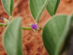 Requienia sphaerosperma