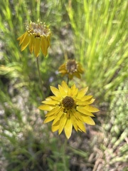 Xerochrysum strictum