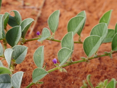 Requienia sphaerosperma