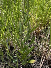 Xerochrysum strictum