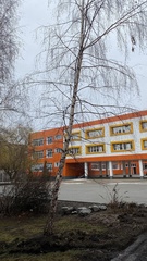 Betula pendula