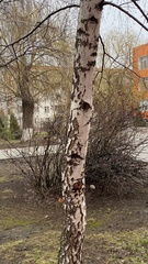 Betula pendula