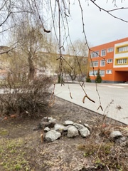 Betula pendula