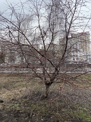 Sorbus aucuparia