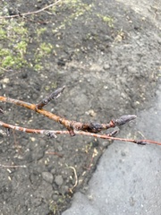 Sorbus aucuparia