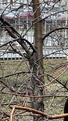 Sorbus aucuparia