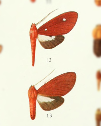 Hyperthaema reducta