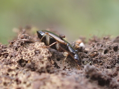 Trechus flavocinctus flavocinctus