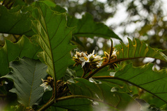 Solanum chrysotrichum image