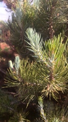 Pinus