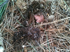 Strobilurus stephanocystis