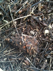 Strobilurus stephanocystis