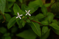 Otiophora pauciflora