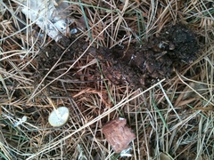 Strobilurus stephanocystis