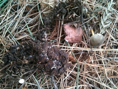 Strobilurus stephanocystis