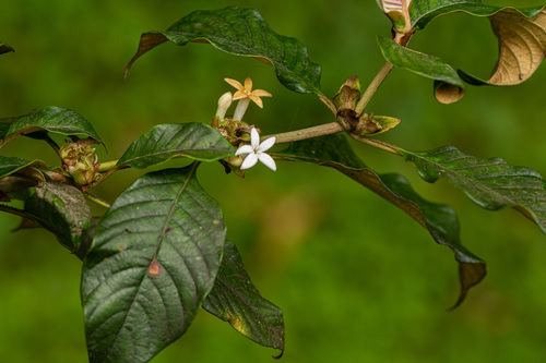 Sabicea bequaertii