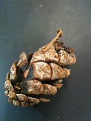 Auriscalpium vulgare