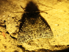 Polymixis flavicincta