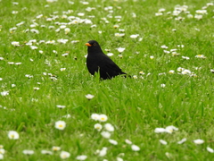 Turdus merula