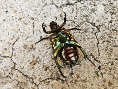 Protaetia niveoguttata