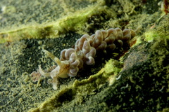 Spurilla neapolitana