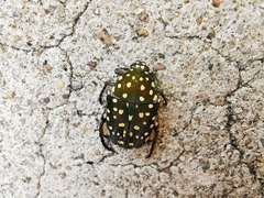 Protaetia niveoguttata