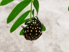 Protaetia niveoguttata