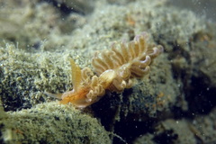 Spurilla neapolitana