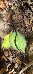 Drimiopsis