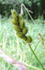 Carex tribuloides
