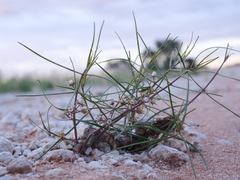 Cynanchum orangeanum