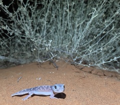 Nephrurus levis levis