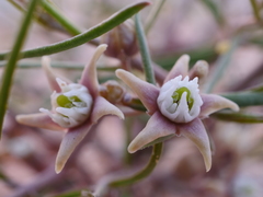 Cynanchum orangeanum