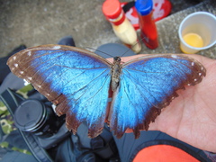 Morpho helenor montezuma