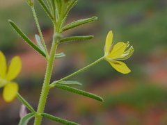 Cleome paxii