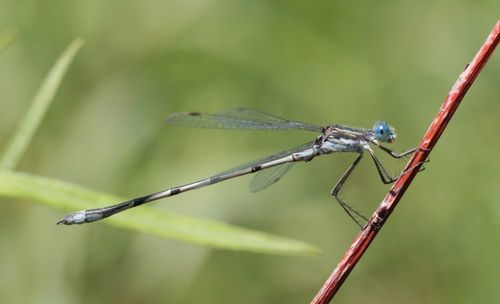 Northern Spreadwing photo 3