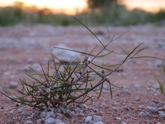 Cynanchum orangeanum